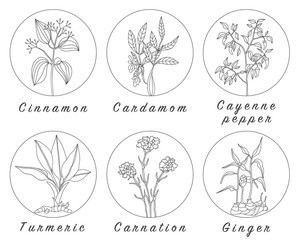 Fototapeta na wymiar Set of spices, herbs and officinale plants icons. Healing plants