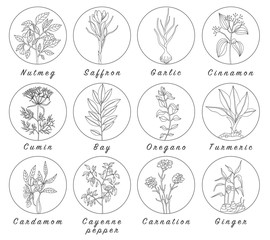 Set of spices, herbs and officinale plants icons. Healing plants