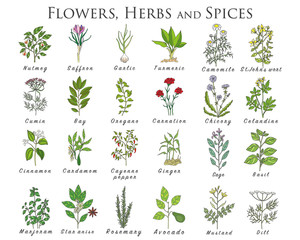 Set of spices, herbs and officinale plants icons. Healing plants