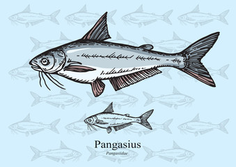 Pangasius fish. Vector illustration for web, education examples, graphic and packaging design. Suitable for artwork in small sizes.