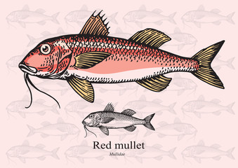 Naklejka premium Red mullet fish. Vector illustration for web, education examples, graphic and packaging design. Suitable for artwork in small sizes.