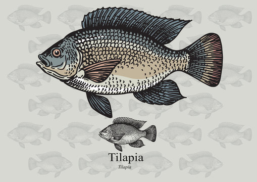 Tilapia fish. Vector illustration for web, education examples, graphic and packaging design. Suitable for artwork in small sizes.