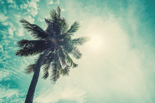 
Coconuts palm with sunshine on the sky and sunlight effects, vintage tone soft focus