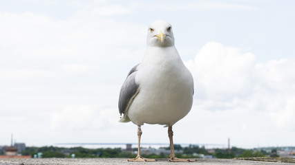 gull