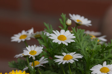 Obraz premium Margeritenblüten mit rotem Hintergrund