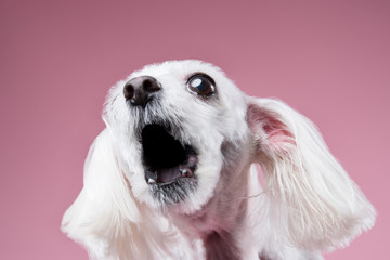 Maltese in pink background