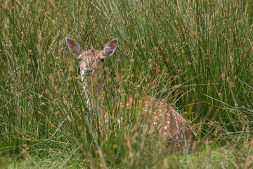 Damwild (dama dama)