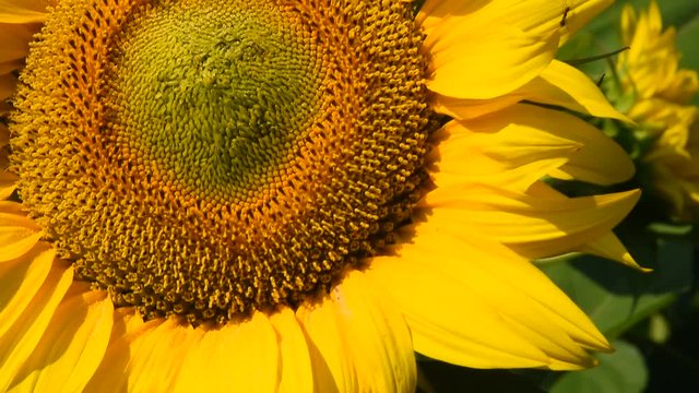One open yellow sunflower flower head shaking petals in the wind over background of green sunflowers in the field, close up, tilt