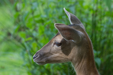 Damwild (dama dama)