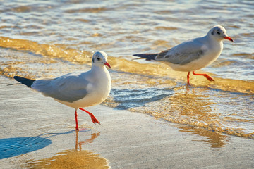 Seagulls on the Shore
