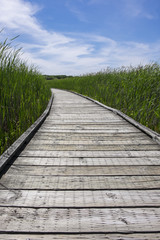 Fototapeta premium Boardwalk in a Marsh Surrounded by Cattails 