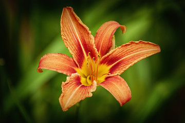 Lily Flower over Green