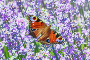 European Peacock Butterfly
