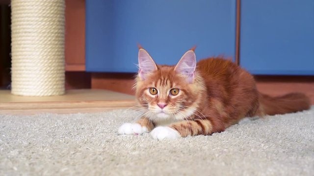 Cute red Maine Coon kitten at home, 5,5 months old
