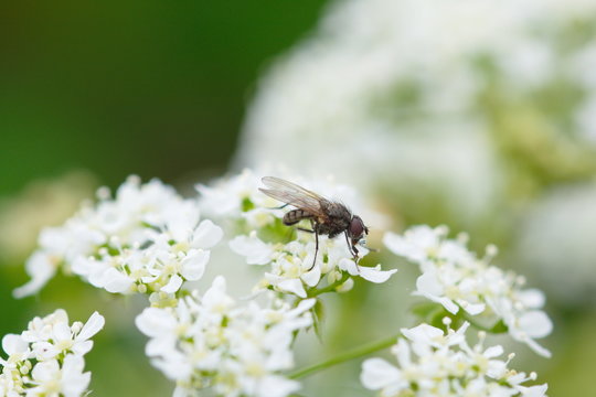 Schwebfliege auf Holunder Bl&uuml;te