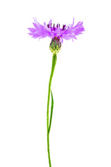 Violet Cornflower - Centaurea on a white background