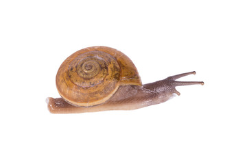 Snail isolated on white