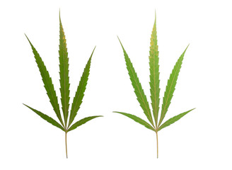 marijuana leaf isolated on white