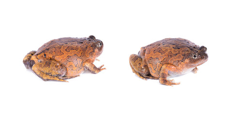 Striped Spadefoot Frog on white background