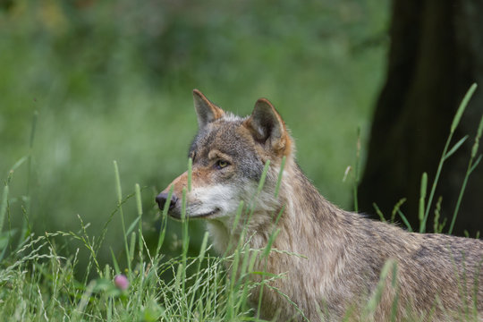 Fototapeta Wolf (canis lupus)