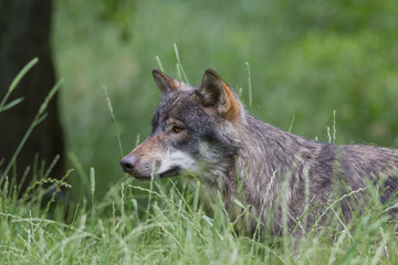 Fototapeta premium Wolf (canis lupus)