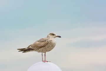 Obraz premium Möwe Seevogel Heringsmöwe