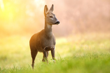 Roe deer in early morning light