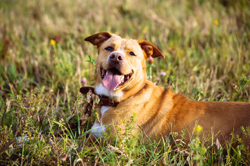 Beautiful red dog in leather collar is in the field at sunset