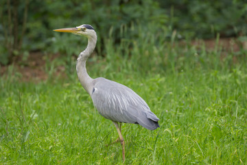 Graureiher (ardea cinerea)