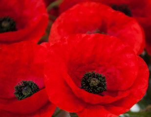 Obraz premium Czerwone kwiaty maku