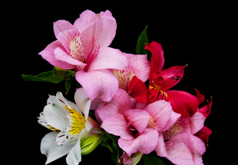 alstroemeria flowers on a black