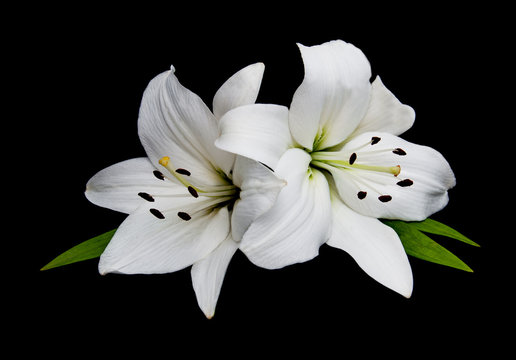 Fototapeta White lily on a black