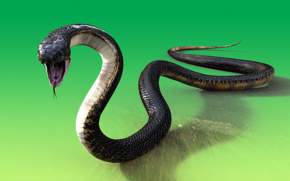 3d King cobra snake isolated on green background, cobra snake