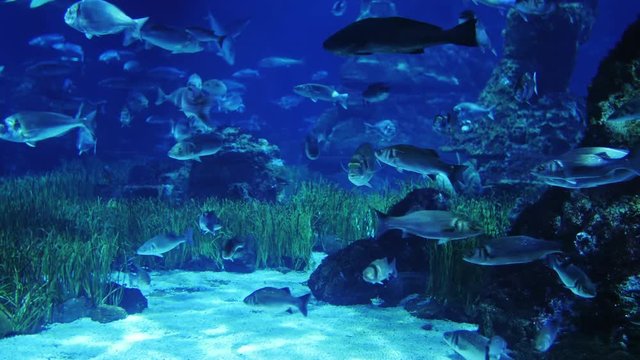 A lot of ocean fish swimming in front of camera