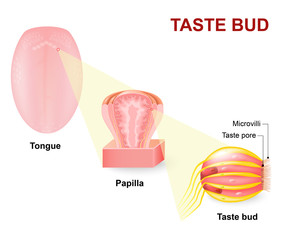 Obraz premium Human tongue, Lingual papillae and taste bud