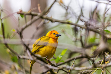 Yellow small bird sitting in a bush. Bright colors of feathers.