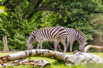 Fototapeta na wymiar Two zebras eating the grass on the background of green trees.