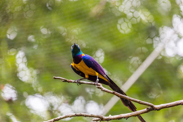 Colorful bird sitting on a branch on a green background. Turquoise, yellow, orange, blue, purple color of the feathers of a bird