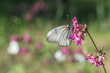 White butterfly on a pink flower