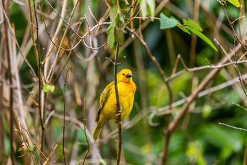 Little orange bird perched on a thin twig. Bird on a background of brown twigs.