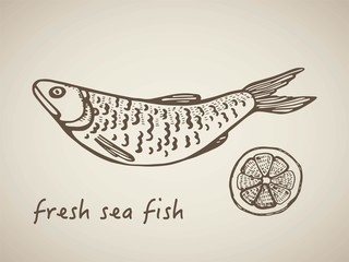 fresh sea fish. vector drawing