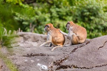 Macaques in nature. Two monkeys sitting on a rock on a background of green trees. One monkey looking for fleas on the back of the other.