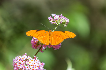 The butterfly sitting on a flower on a green background. Beautiful orange julia butterfly.