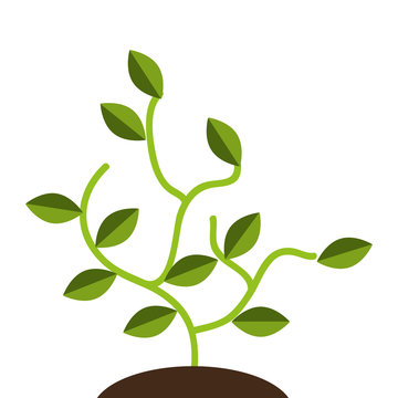 Green plant with leaves isolated flat icon, vector illustration.