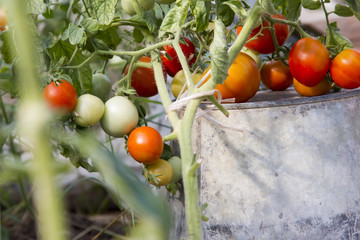 Ripe natural tomatoes growing on a branch.