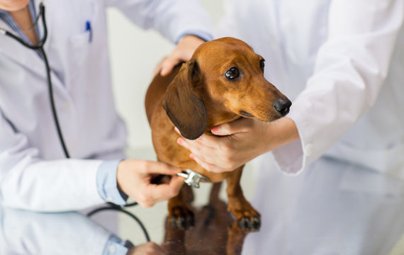 close up of vet with stethoscope and dog at clinic