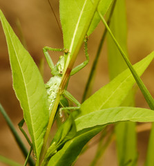 The green grasshopper sits in a grass and the nature animals looks in a chamber macro insects