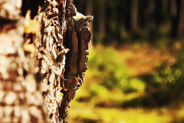 morning detail of tree bark looks like small man with hat in forest in Karlovarsky kraj region in summer Czech republic
