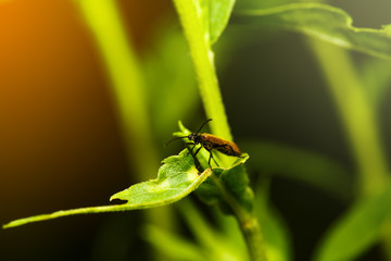 Bug on the leaf