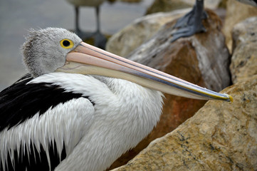 Pelican